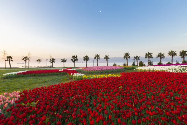 Renkli Lale çiçek ve bir bahar resmi Bahçe, retro yolundaki tonda