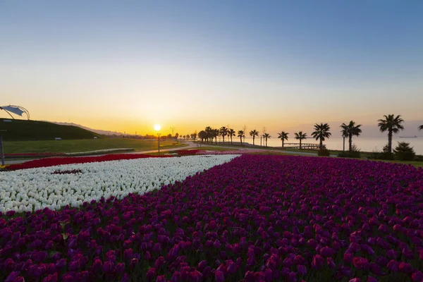 Tulipas Coloridas Camas Flores Caminho Jardim Formal Primavera Retro Tonificado — Fotografia de Stock