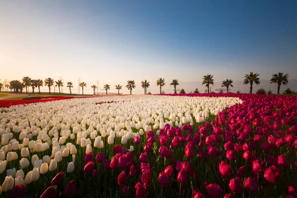 Farbenfrohe Tulpenbeete Und Wege Einem Frühlingshaften Garten Retro Getönt — Stockfoto