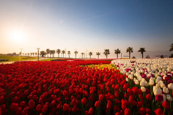 Renkli Lale çiçek ve bir bahar resmi Bahçe, retro yolundaki tonda