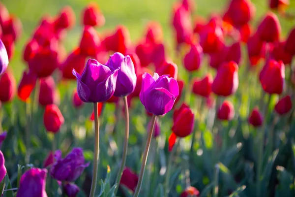 Tulipani Colorati Aiuole Percorso Giardino Formale Primavera Retro Tonica — Foto Stock