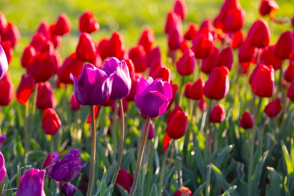 Tulipani Colorati Aiuole Percorso Giardino Formale Primavera Retro Tonica — Foto Stock
