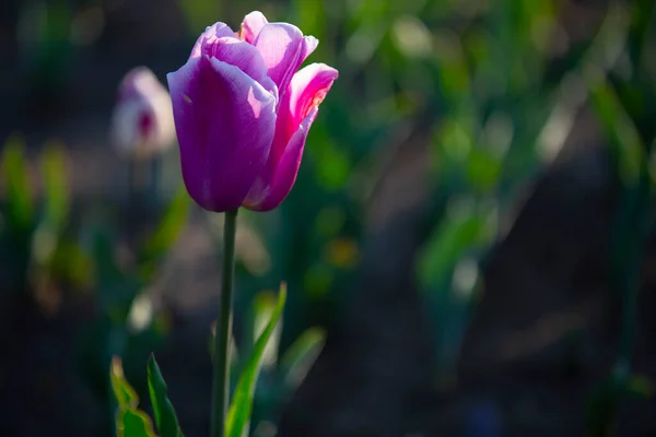 Coloridos Tulipanes Macizos Flores Camino Jardín Formal Primavera Retro Tonificado —  Fotos de Stock