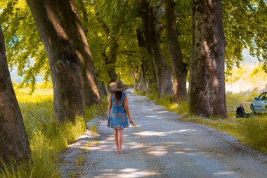Ağaçlar tarafından oluşturulan tüneller ve toprak yollar. Bolu, Yedigöller, Abant, Uludağ, Dudaklı, Bursa, Türkiye.