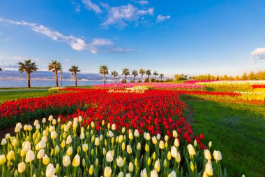 Deniz kenarında hurma ağaçları olan renkli lale tarlaları..