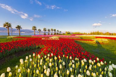 Deniz kenarında hurma ağaçları olan renkli lale tarlaları..