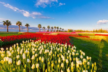 Deniz kenarında hurma ağaçları olan renkli lale tarlaları..