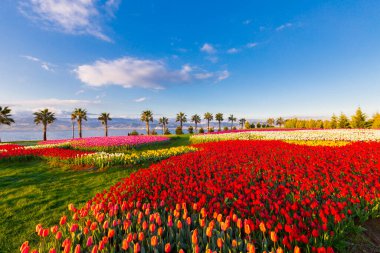 Deniz kenarında hurma ağaçları olan renkli lale tarlaları..