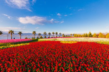 Deniz kenarında hurma ağaçları olan renkli lale tarlaları..