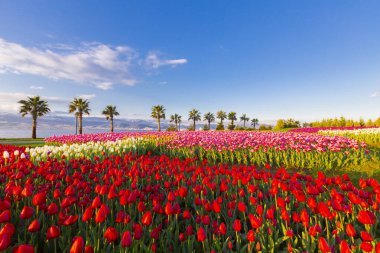 Deniz kenarında hurma ağaçları olan renkli lale tarlaları..