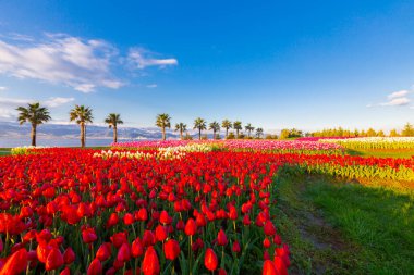 Deniz kenarında hurma ağaçları olan renkli lale tarlaları..