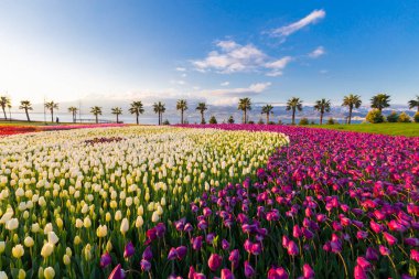 Deniz kenarında hurma ağaçları olan renkli lale tarlaları..