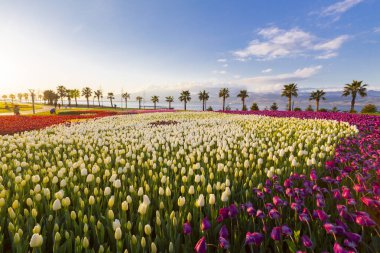 Deniz kenarında hurma ağaçları olan renkli lale tarlaları..