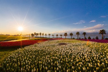 Deniz kenarında hurma ağaçları olan renkli lale tarlaları..