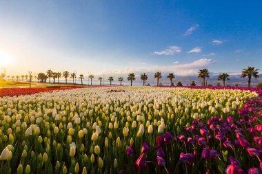 Deniz kenarında hurma ağaçları olan renkli lale tarlaları..