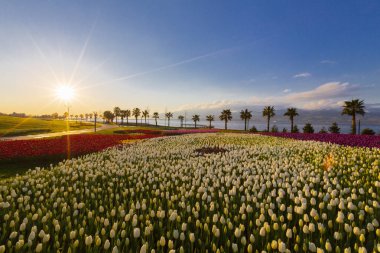 Deniz kenarında hurma ağaçları olan renkli lale tarlaları..