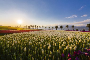 Deniz kenarında hurma ağaçları olan renkli lale tarlaları..