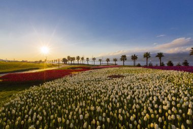 Deniz kenarında hurma ağaçları olan renkli lale tarlaları..