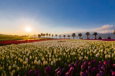 Deniz kenarında hurma ağaçları olan renkli lale tarlaları..