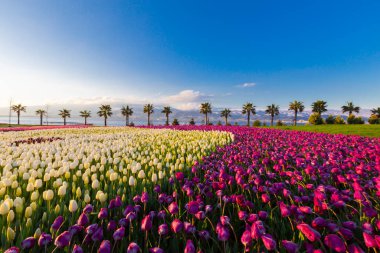 Deniz kenarında hurma ağaçları olan renkli lale tarlaları..