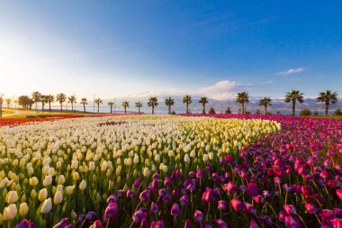 Deniz kenarında hurma ağaçları olan renkli lale tarlaları..