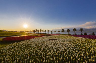 Deniz kenarında hurma ağaçları olan renkli lale tarlaları..