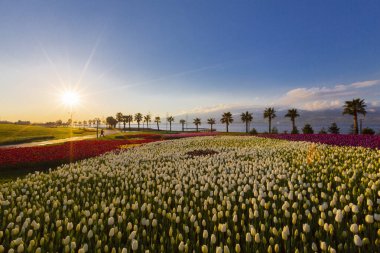 Deniz kenarında hurma ağaçları olan renkli lale tarlaları..