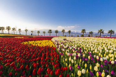 Deniz kenarında hurma ağaçları olan renkli lale tarlaları..