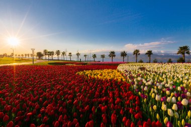 Deniz kenarında hurma ağaçları olan renkli lale tarlaları..