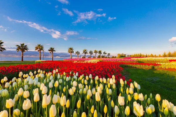Colorful Tulip Fields Palm Trees Sea —  Fotos de Stock