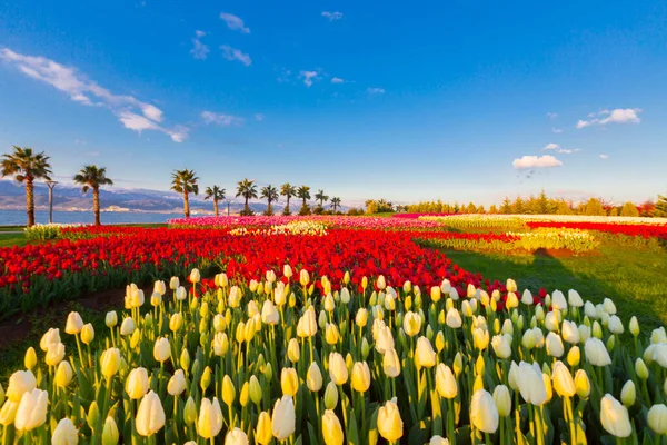 Bunte Tulpenfelder Mit Palmen Meer — Stockfoto