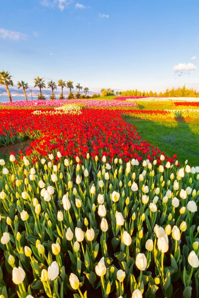 Kolorowe Pola Tulipanowe Palmami Nad Morzem — Zdjęcie stockowe