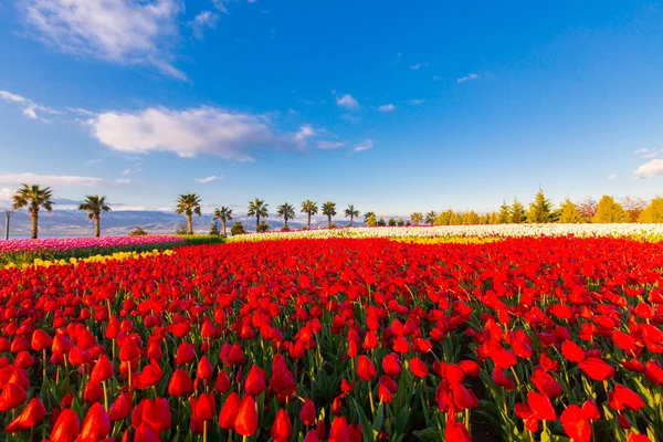 Bunte Tulpenfelder Mit Palmen Meer — Stockfoto