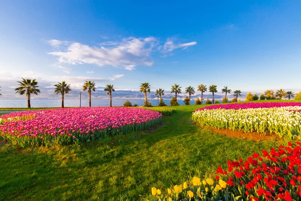 Kolorowe Pola Tulipanowe Palmami Nad Morzem — Zdjęcie stockowe