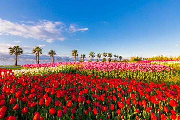 Campos Tulipas Coloridos Com Palmeiras Junto Mar — Fotografia de Stock