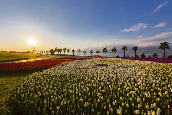 Colorful Tulip Fields Palm Trees Sea — стоковое фото