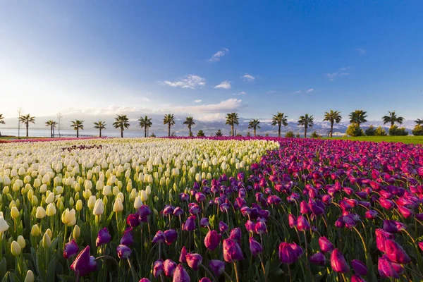 Bunte Tulpenfelder Mit Palmen Meer — Stockfoto