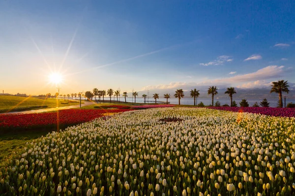 Deniz kenarında hurma ağaçları olan renkli lale tarlaları..
