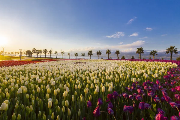 Bunte Tulpenfelder Mit Palmen Meer — Stockfoto