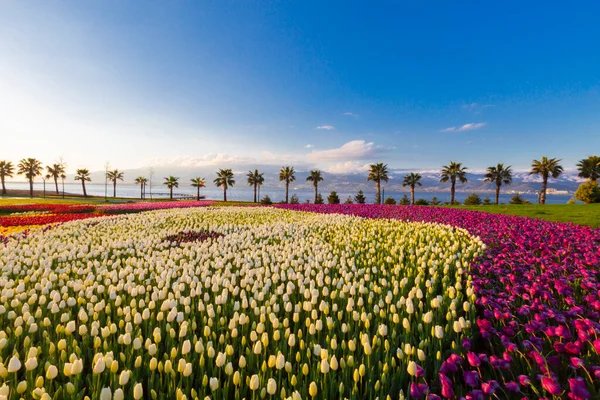 Colorful Tulip Fields Palm Trees Sea — ストック写真