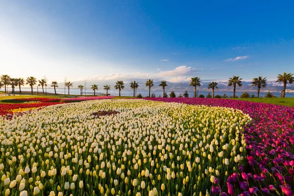 Colorful Tulip Fields Palm Trees Sea — ストック写真
