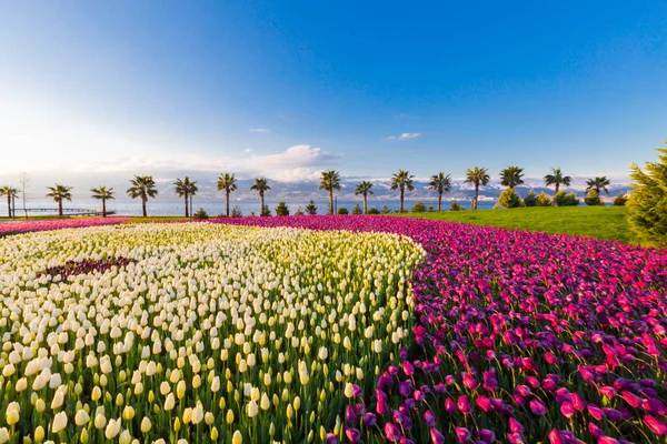Deniz kenarında hurma ağaçları olan renkli lale tarlaları..