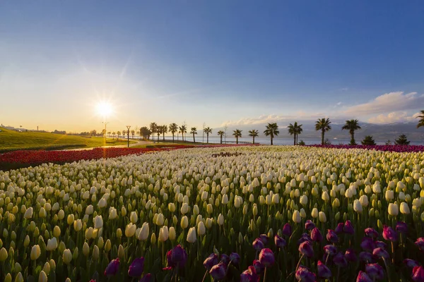 Colorful Tulip Fields Palm Trees Sea — ストック写真