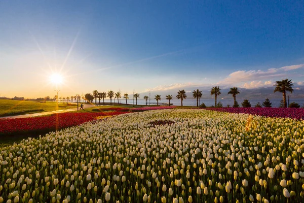 Colorful Tulip Fields Palm Trees Sea — ストック写真