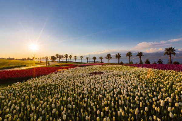 Campos Tulipas Coloridos Com Palmeiras Junto Mar — Fotografia de Stock