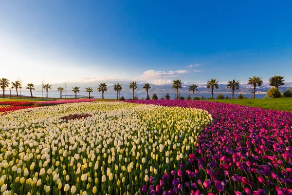 Deniz kenarında hurma ağaçları olan renkli lale tarlaları..
