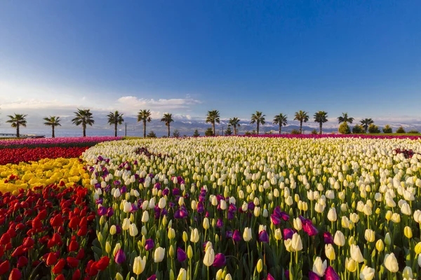 Bunte Tulpenfelder Mit Palmen Meer — Stockfoto