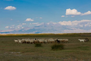güzel manzara ve sultanmarshes (kuş cenneti) yanındaki erciyes Dağı, kayseri