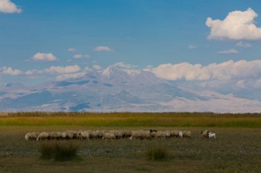 güzel manzara ve sultanmarshes (kuş cenneti) yanındaki erciyes Dağı, kayseri