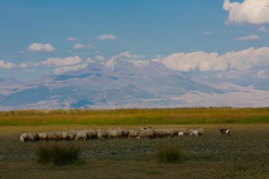 güzel manzara ve sultanmarshes (kuş cenneti) yanındaki erciyes Dağı, kayseri